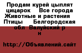 Продам курей цыплят,цицарок. - Все города Животные и растения » Птицы   . Белгородская обл.,Валуйский р-н